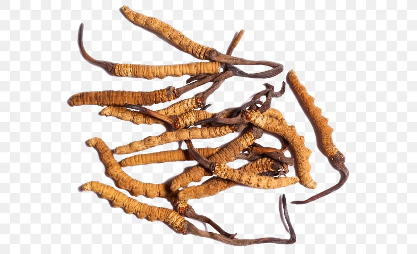 Caterpillar Fungus Cordyceps Traditional Chinese Medicine Soc Trang Province Disease, PNG, 600x500px, Caterpillar Fungus, Blood Pressure, Blood Sugar, Cordyceps, Disease Download Free