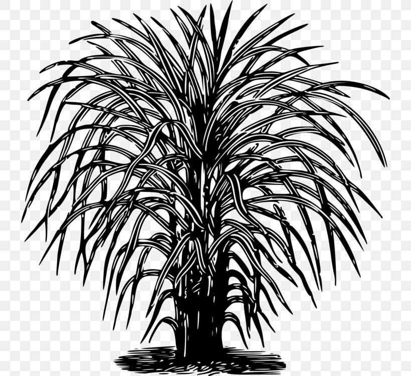 Clip Art Photography Drawing Branch, PNG, 736x750px, Photography, Arecales, Art, Attalea Speciosa, Baobab Download Free