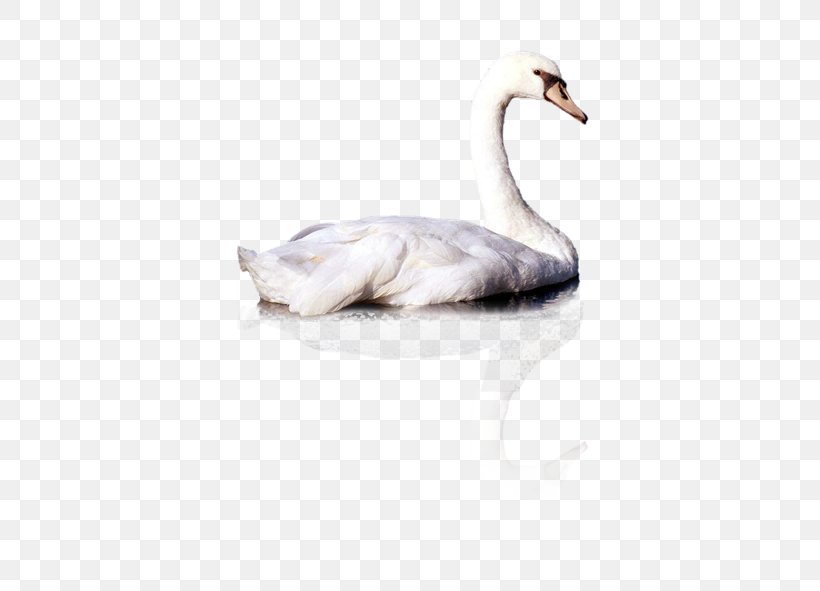 Cygnini Duck Computer File, PNG, 591x591px, Cygnini, Beak, Bird, Duck, Ducks Geese And Swans Download Free