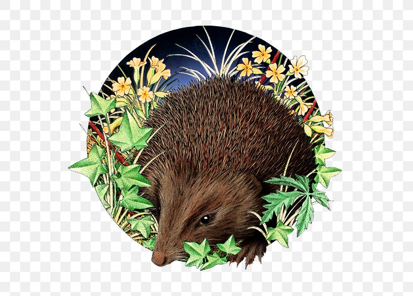 Domesticated Hedgehog Illustration, PNG, 572x588px, Hedgehog, Art, Domesticated Hedgehog, Drawing, Echidna Download Free