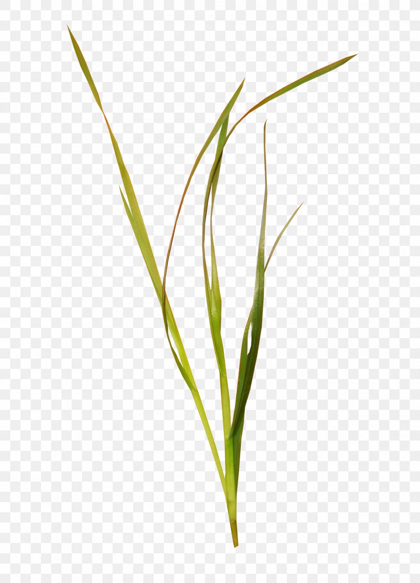 Elements, Hong Kong Icon, PNG, 1800x2500px, Elements Hong Kong, Commodity, Google Images, Grass, Grass Family Download Free