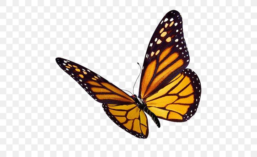 Monarch Butterfly Greta Oto Clip Art, PNG, 500x500px, Butterfly, Arthropod, Brush Footed Butterfly, Butterflies And Moths, Greta Oto Download Free