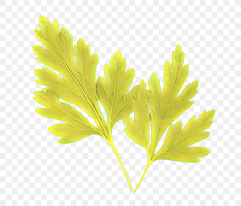 Parsley, PNG, 700x700px, Leaf, Flower, Green, Parsley, Plane Download Free