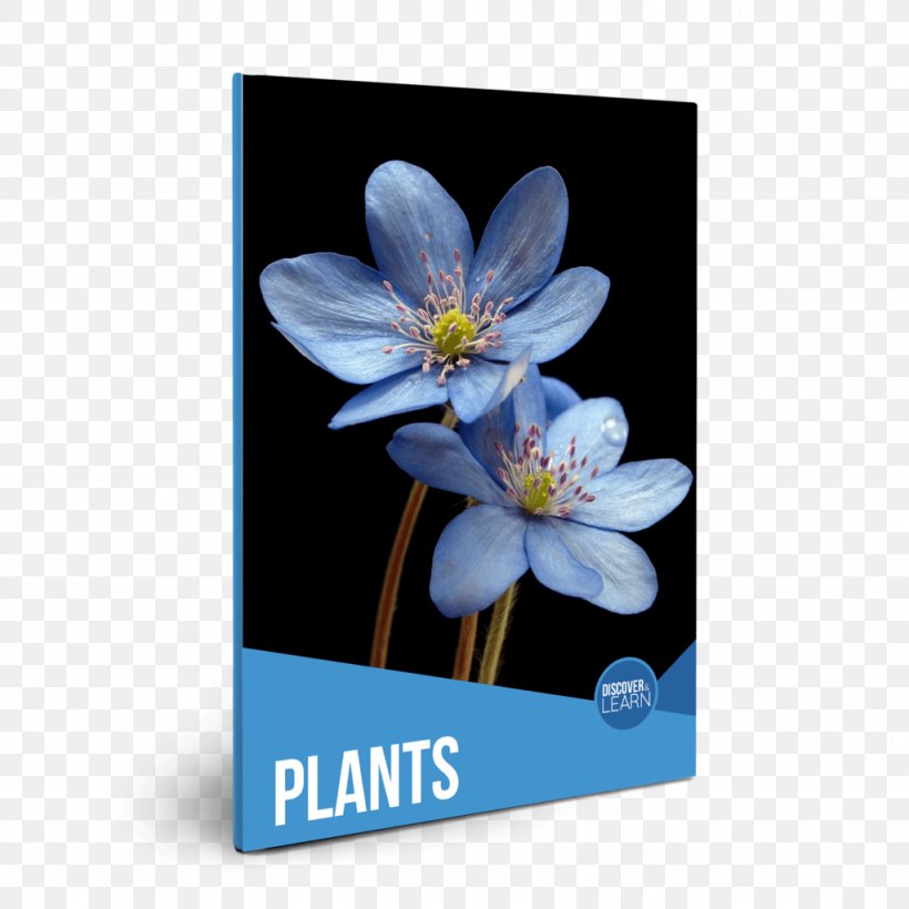 Plants Flower Desktop Wallpaper Petal Stock.xchng, PNG, 1024x1024px, Plants, Blossom, Cut Flowers, Flora, Floral Design Download Free