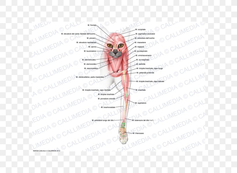 Ear /m/02csf Drawing Mouth, PNG, 600x600px, Watercolor, Cartoon, Flower, Frame, Heart Download Free
