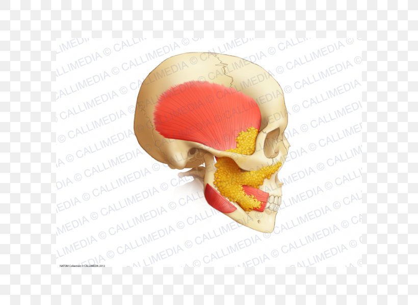 Human Anatomy Buccal Fat Pad Jaw Buccinator Muscle, PNG, 600x600px, Anatomy, Buccal Fat Pad, Buccinator Muscle, Face, Fat Download Free