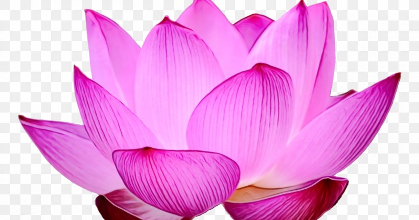 Lotus, PNG, 1200x630px, Watercolor, Aquatic Plant, Flower, Flowering Plant, Lotus Download Free