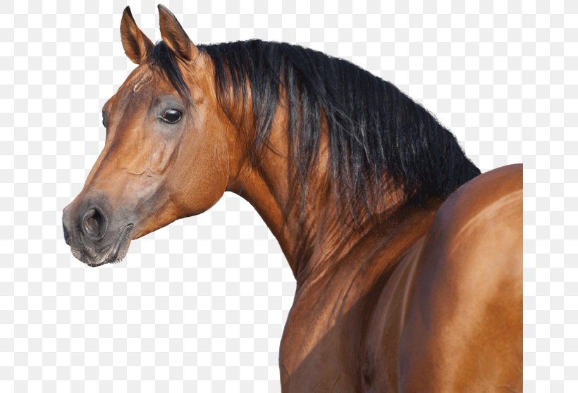 Mane Stallion Riding Pony Equestrian Nasch, PNG, 665x558px, Mane, Bit, Bridle, Colt, Equestrian Download Free