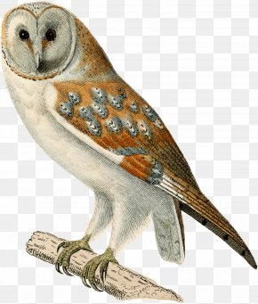 Owl - Owl Fauna Beak Feather Falcon PNG