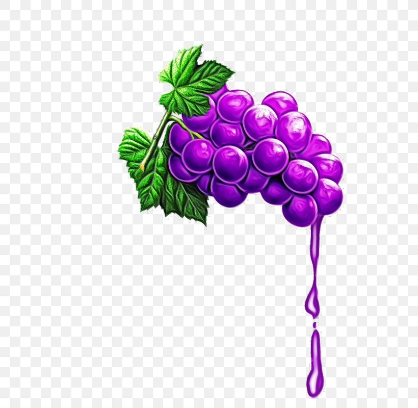Purple Watercolor Flower, PNG, 720x800px, Watercolor, Berry, Cabernet Sauvignon, Common Grape Vine, Flower Download Free