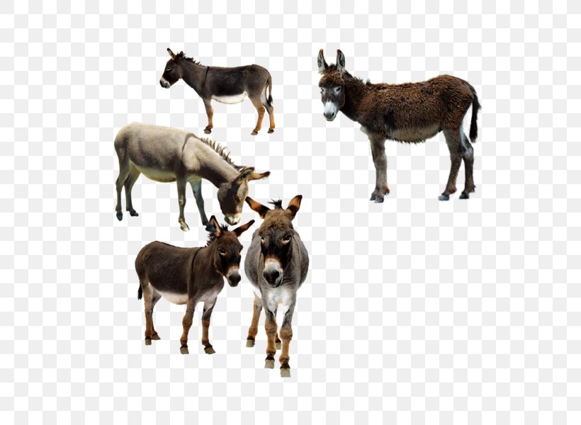 The Donkey Sanctuary Mule Image, PNG, 600x600px, Donkey, Burro, Cao Cao, Cao Pi, Donkey Sanctuary Download Free