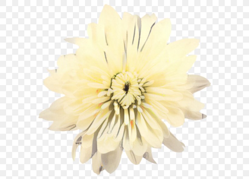 Flowers Background, PNG, 599x589px, Chrysanthemum, Aster, Cut Flowers, Dahlia, Daisy Family Download Free