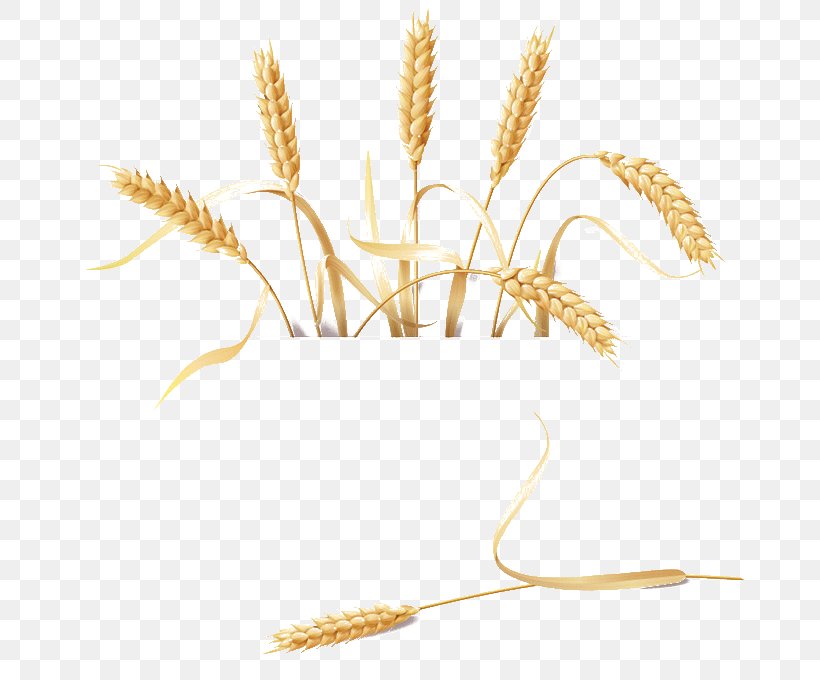 Golden Retriever Barley Wheat, PNG, 680x680px, Golden Retriever, Barley, Barley Flour, Caryopsis, Commodity Download Free