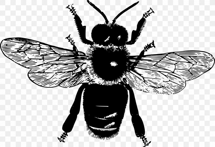 Insect Honey Bee Pollinator Clip Art, PNG, 2400x1640px, Insect, Animal, Arthropod, Bee, Black And White Download Free