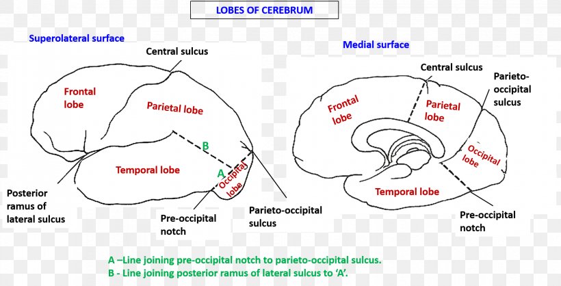 Longitudinal Fissure Lobes Of The Brain Cerebrum Cerebral Hemisphere, PNG, 1934x988px, Watercolor, Cartoon, Flower, Frame, Heart Download Free