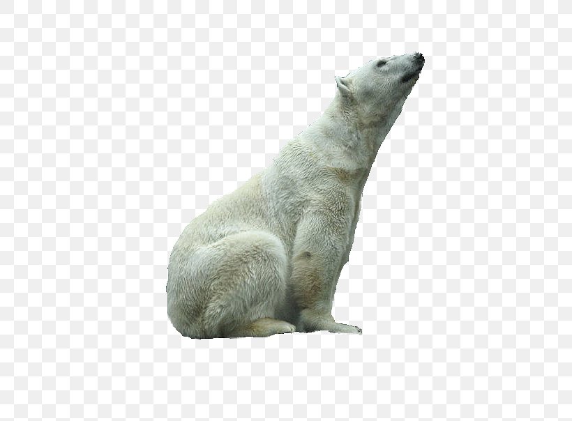 Polar Bear Fur Terrestrial Animal Snout, PNG, 453x604px, Polar Bear, Animal, Bear, Carnivoran, Fauna Download Free