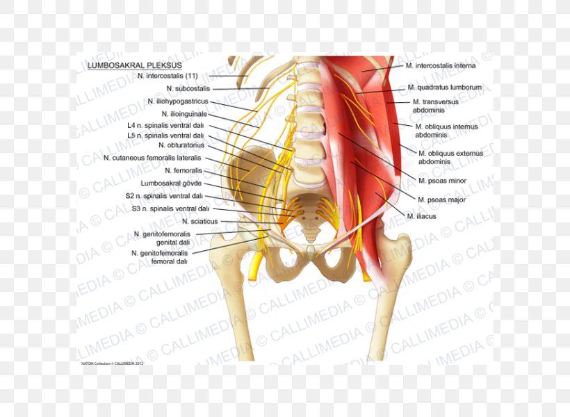 Sacral Plexus Lumbar Plexus Sacrum Iliohypogastric Nerve Ilioinguinal Nerve, PNG, 600x600px, Watercolor, Cartoon, Flower, Frame, Heart Download Free