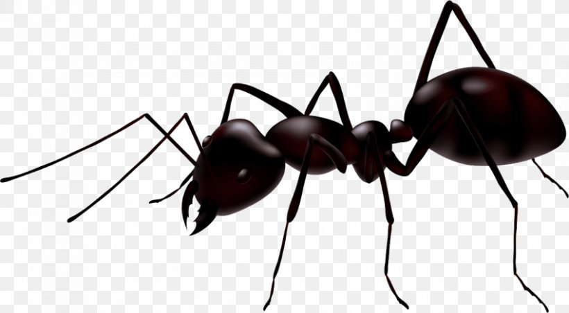Ant Insect Vector Graphics Clip Art Royalty-free, PNG, 850x469px, Ant, Ant Colony, Arthropod, Drawing, Insect Download Free