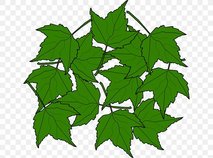 Sugar Maple Maple Leaf Autumn Leaf Color Clip Art, PNG, 640x611px, Sugar Maple, Autumn, Autumn Leaf Color, Branch, Flag Of Canada Download Free
