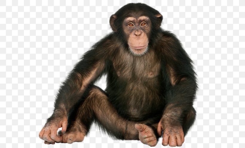 Chimpanzee Gorilla Ape Monkey Orangutan, PNG, 600x496px, Common Chimpanzee, Ape, Chimpanzee, Digital Image, Fauna Download Free
