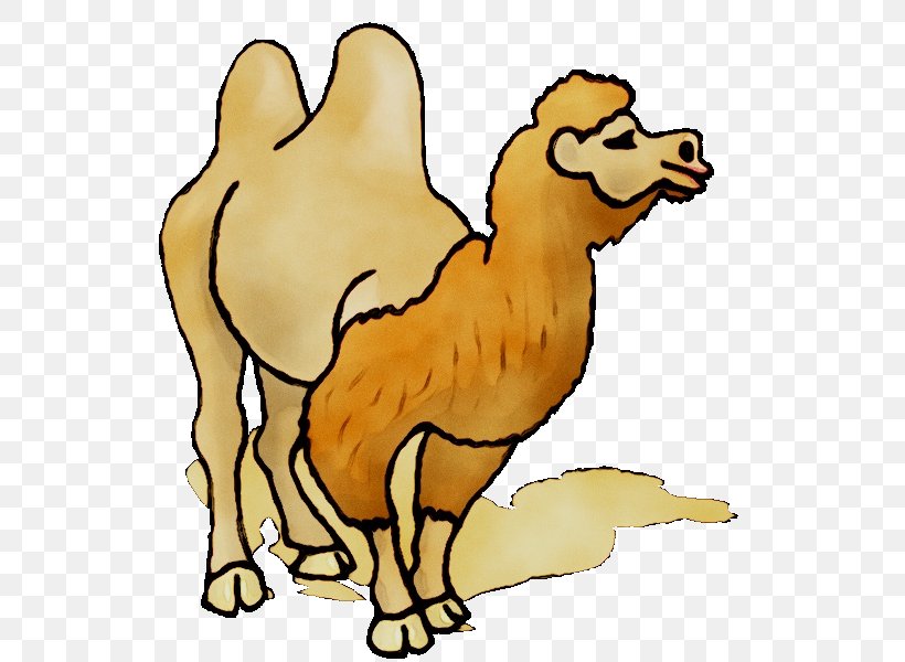 Clip Art Dromedary Free Content Image, PNG, 600x600px, Dromedary, Animal Figure, Arabian Camel, Bactrian Camel, Camel Download Free