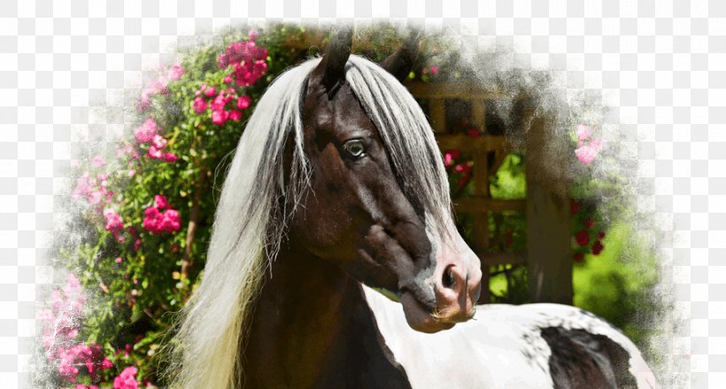 Gypsy Horse Stallion Mane Thoroughbred Mare, PNG, 912x489px, Gypsy Horse, Bridle, Buckskin, Draft Horse, Gelding Download Free