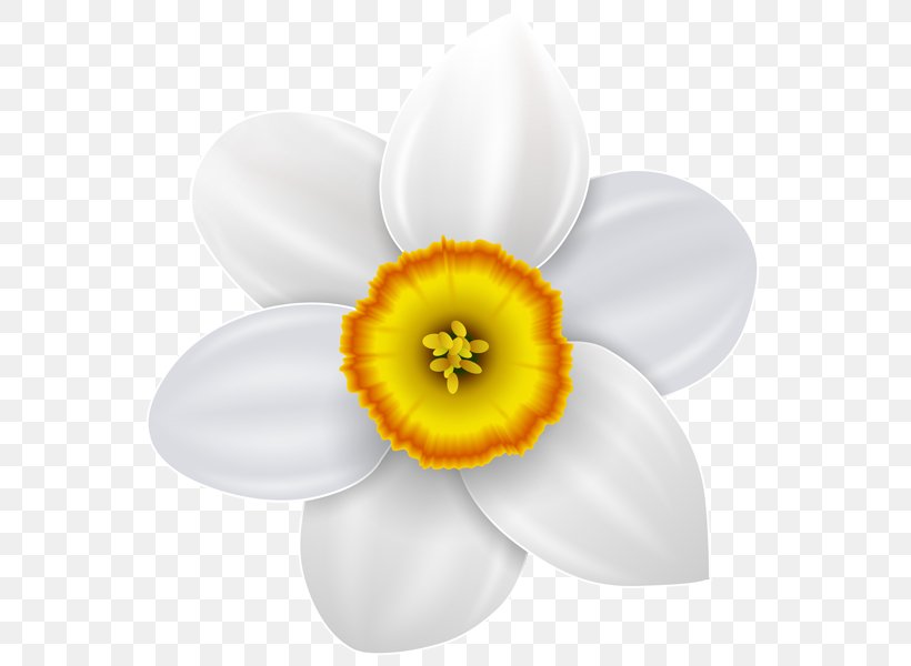 Daffodil