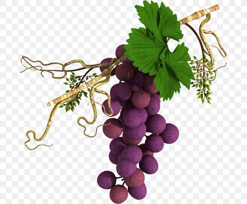 Sultana Common Grape Vine Wine Fruit, PNG, 688x676px, Sultana, Berries, Common Grape Vine, Flower, Flowering Plant Download Free