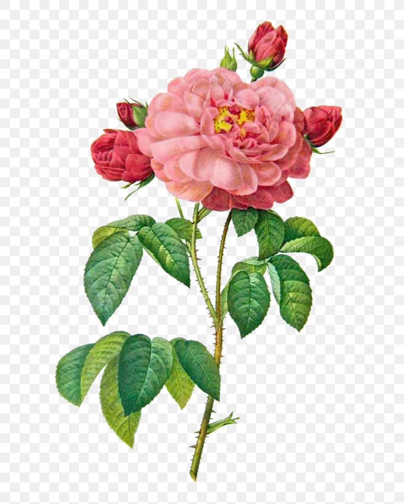 French Rose The Most Beautiful Flowers Damask Rose Painting Illustration, PNG, 682x1024px, French Rose, Art, Botanical Illustration, Cabbage Rose, China Rose Download Free