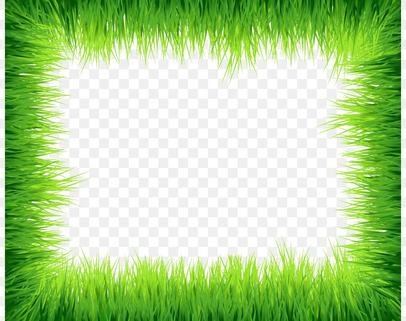 Grass Euclidean Vector Clip Art, PNG, 800x650px, Lawn, Garden, Grass, Grass Family, Grasses Download Free