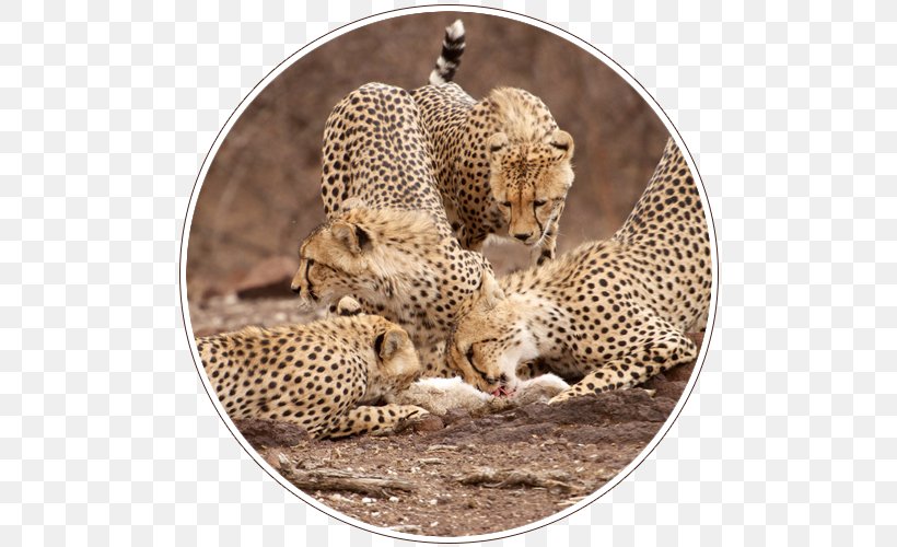 South Africa Central Kalahari Game Reserve Leopard Kalahari Desert Safari, PNG, 500x500px, South Africa, Africa, Big Cats, Botswana, Carnivoran Download Free