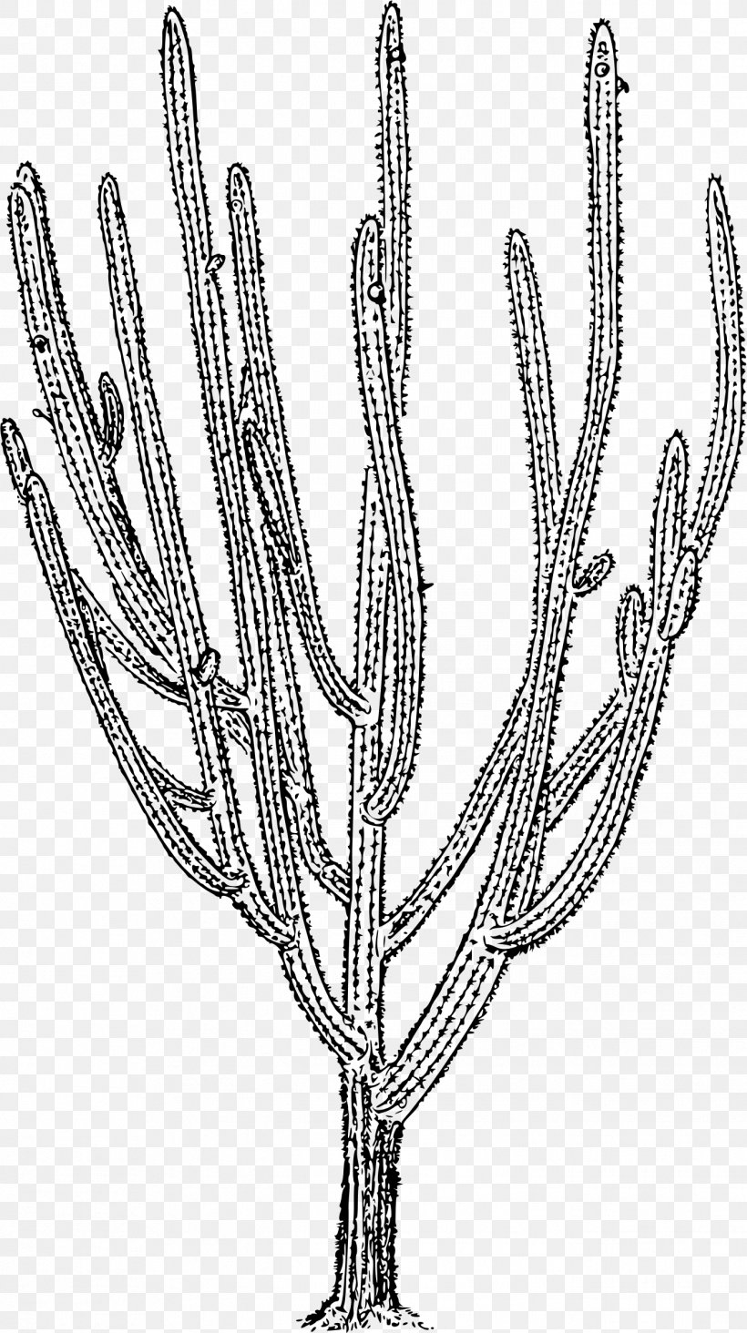 Cactaceae Plant Pilosocereus Royenii Twig, PNG, 1344x2400px, Cactaceae, Black And White, Branch, Commodity, Flowering Plant Download Free