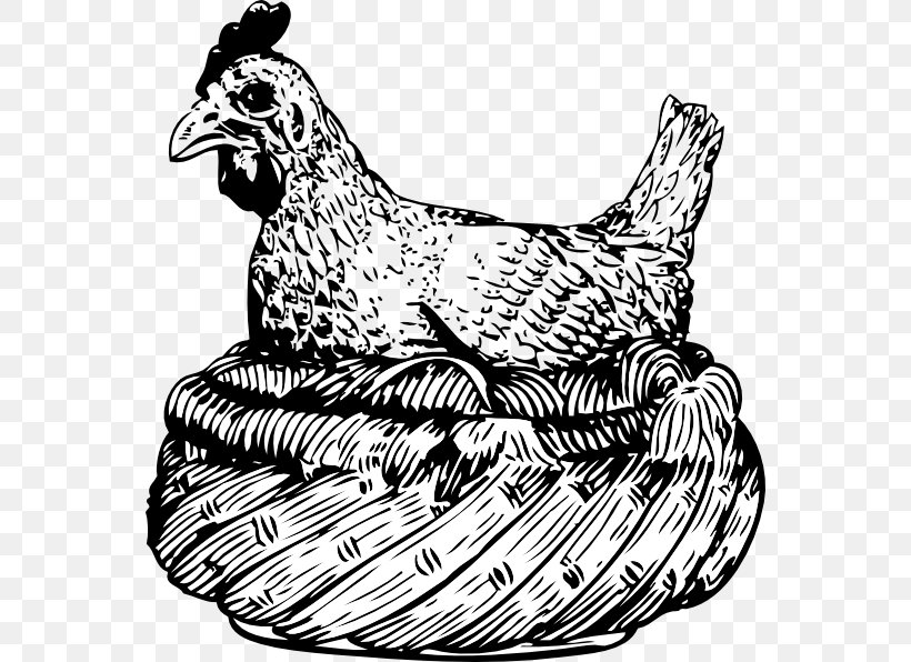 Chicken Drawing Clip Art, PNG, 558x596px, Chicken, Art, Artwork, Basketball, Beak Download Free