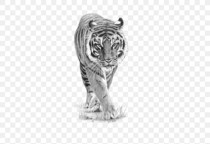 Drawing Siberian Tiger Tattoo Art Sketch, PNG, 564x564px, Drawing, Animal, Art, Artist, Big Cats Download Free