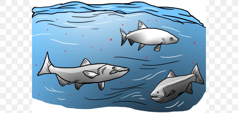 Requiem Sharks Drawing Illustration Image Cartoon, PNG, 2000x950px, Requiem Sharks, Animated Cartoon, Bull Shark, Carcharhiniformes, Cartilaginous Fish Download Free