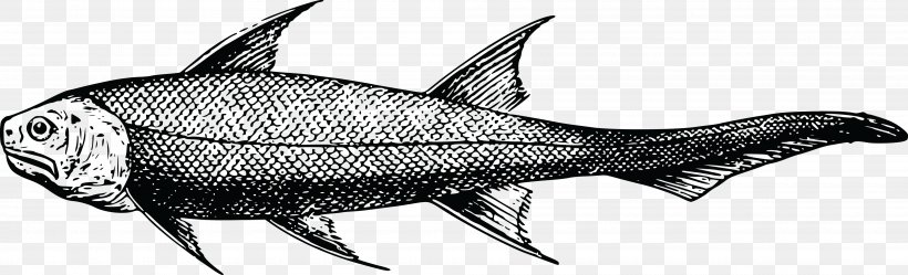 Swordfish Prehistory Sardine, PNG, 4000x1218px, Swordfish, Animal Figure, Artwork, Black And White, Bony Fish Download Free