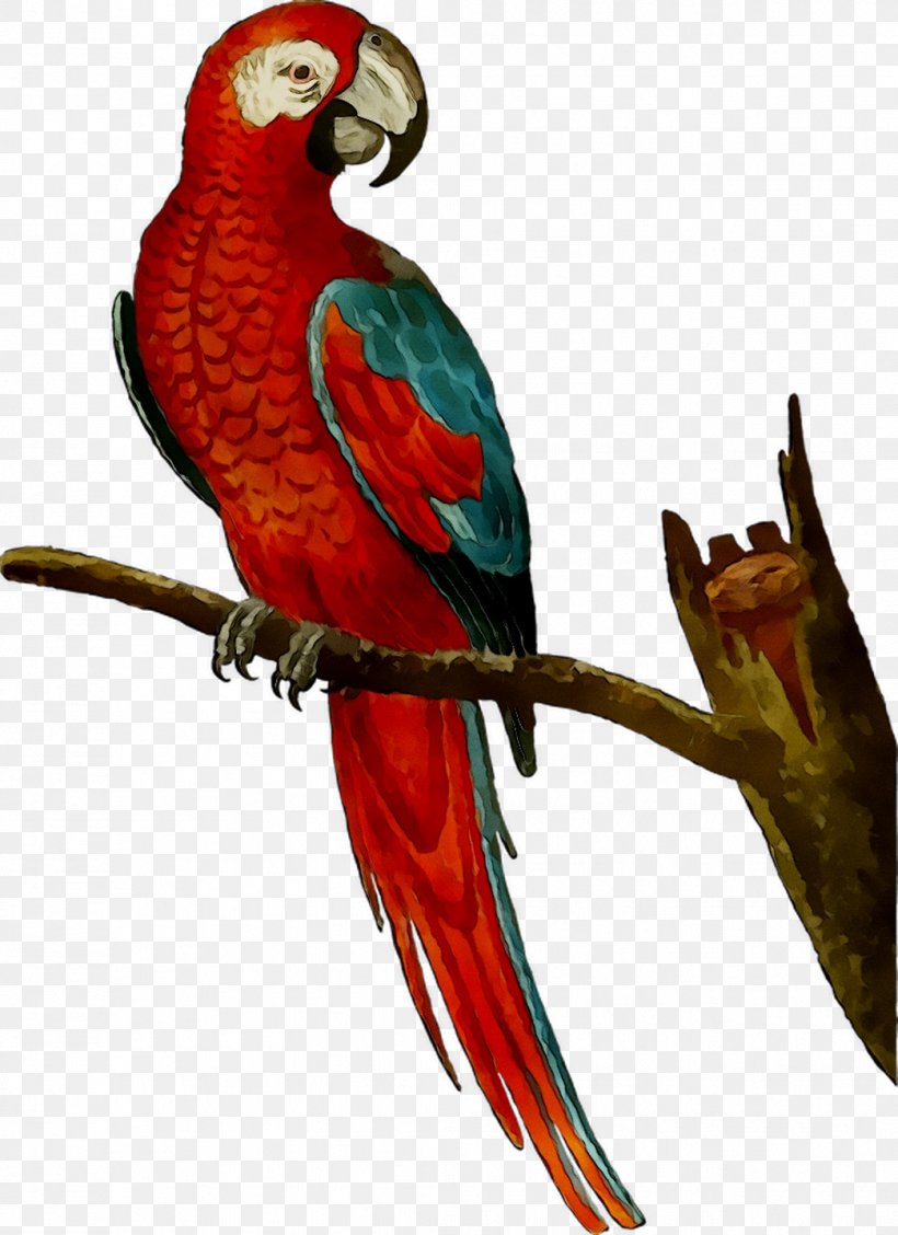 Amazon Parrot Macaw Bird Mug, PNG, 1044x1437px, Parrot, Amazon Parrot, Beak, Bird, Budgie Download Free