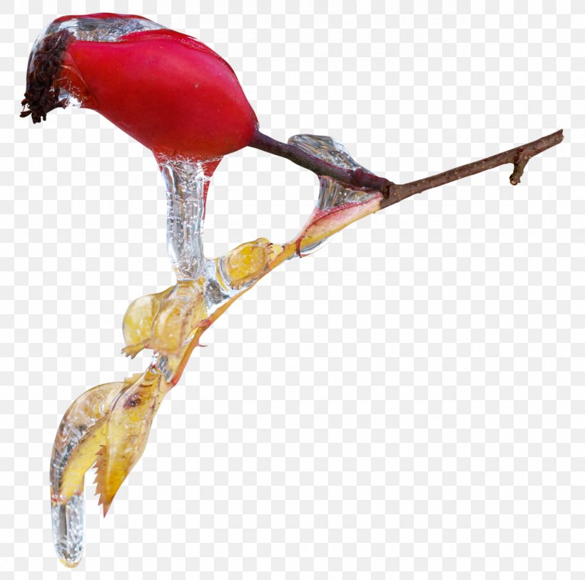 Bird Clip Art, PNG, 1280x1268px, Bird, Artworks, Beak, Branch, Gold Download Free