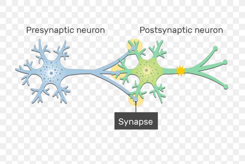 Electrical Synapse Neuron Gap Junction Postsynaptic Potential, PNG, 726x550px, Watercolor, Cartoon, Flower, Frame, Heart Download Free