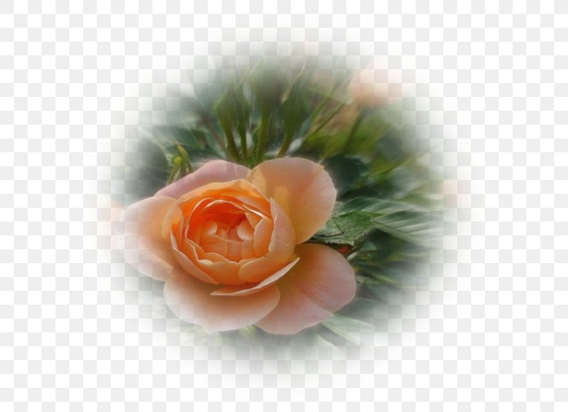 Garden Roses Petal Close-up, PNG, 600x595px, Garden Roses, Closeup, Flower, Garden, Peach Download Free
