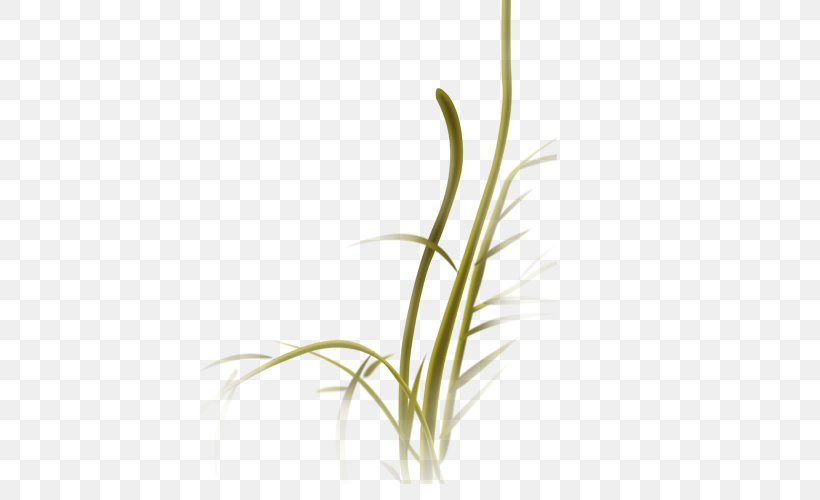 Hehuateng Rattan, PNG, 500x500px, Rattan, China, Grass, Grass Family, Leaf Download Free