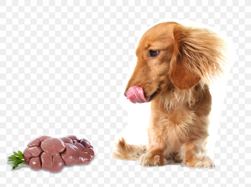 Raw Foodism Dog Food Cat Raw Feeding, PNG, 1071x799px, Raw Foodism, Carnivoran, Cat, Companion Dog, Dachshund Download Free