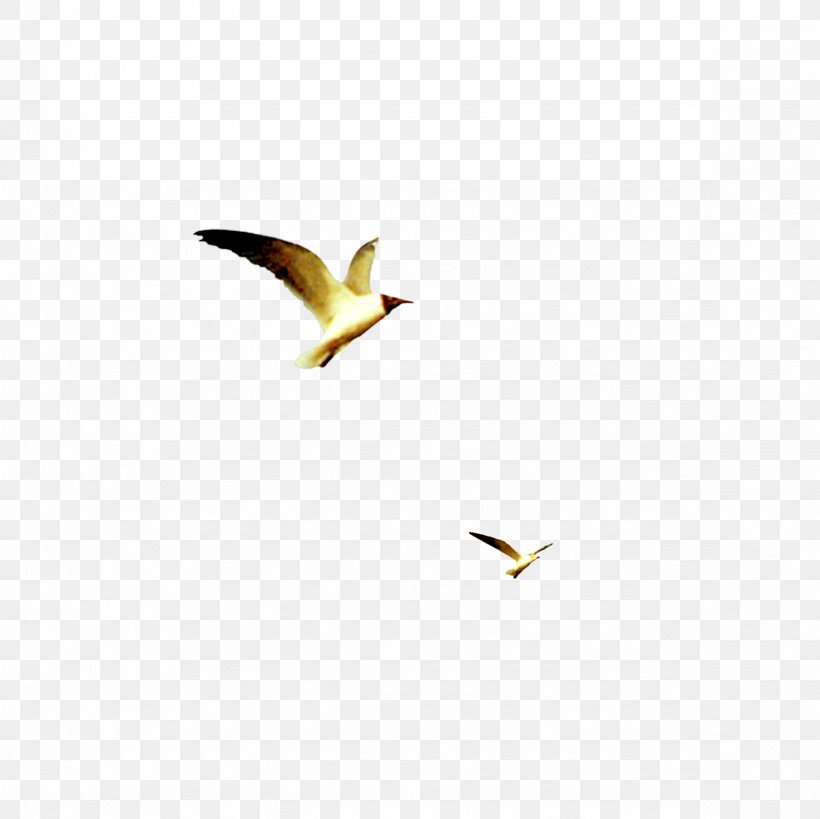 Beak Yellow Wallpaper, PNG, 2362x2362px, Beak, Bird, Computer, Triangle, Wing Download Free
