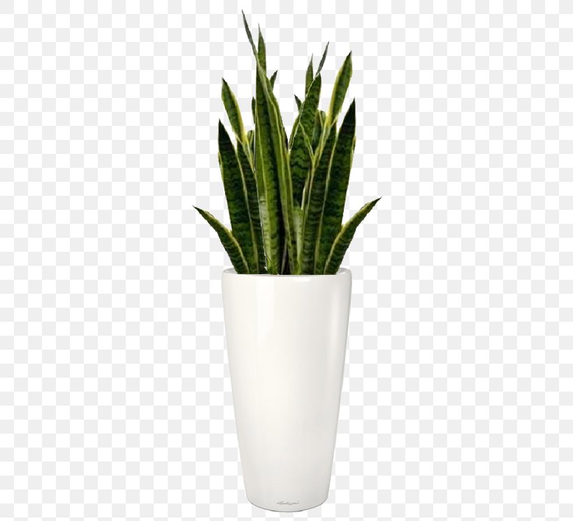 Houseplant Flowerpot Photography, PNG, 336x745px, Houseplant, Digital Image, Drawing, Flowerpot, Herbalism Download Free