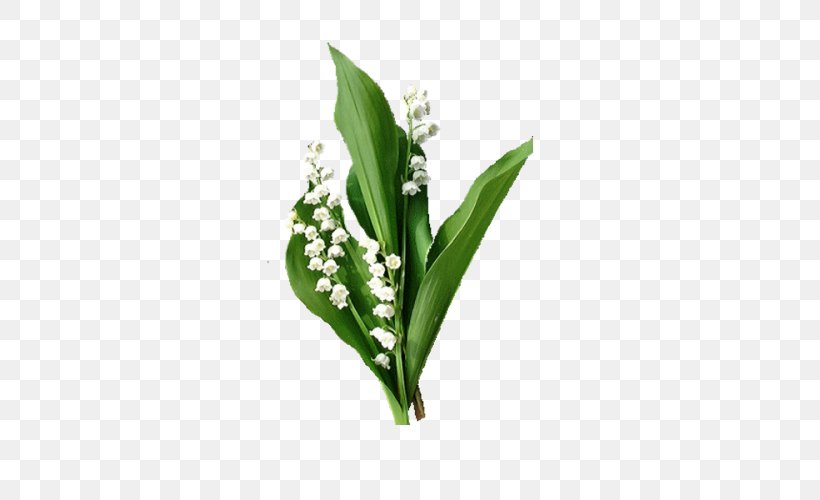 Lily Of The Valley Animaatio 1 May, PNG, 500x500px, Watercolor, Cartoon, Flower, Frame, Heart Download Free