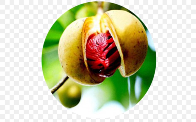 Nutmeg Oil Plant Seed Fruit Tree, PNG, 512x512px, Nutmeg, Diet Food, Food, Fruit, Fruit Tree Download Free