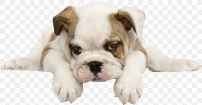 Bulldog Puppy Maltese Dog Pug Yorkshire Terrier, PNG, 898x470px, Bulldog, American Bulldog, Assistance Dog, Australian Bulldog, Breed Download Free