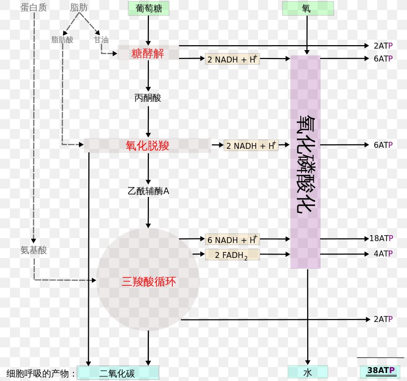 Cellular Respiration Creative Work Wikipedia, PNG, 811x768px, Cellular Respiration, Area, Chinese Wikipedia, Computer Software, Creative Work Download Free