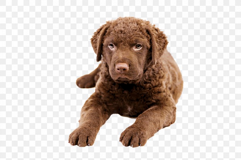 Chesapeake Bay Retriever Labrador Retriever Golden Retriever Flat-Coated Retriever Tibetan Mastiff, PNG, 1170x780px, Chesapeake Bay Retriever, Breed, Canidae, Carnivoran, Chesapeake Bay Download Free