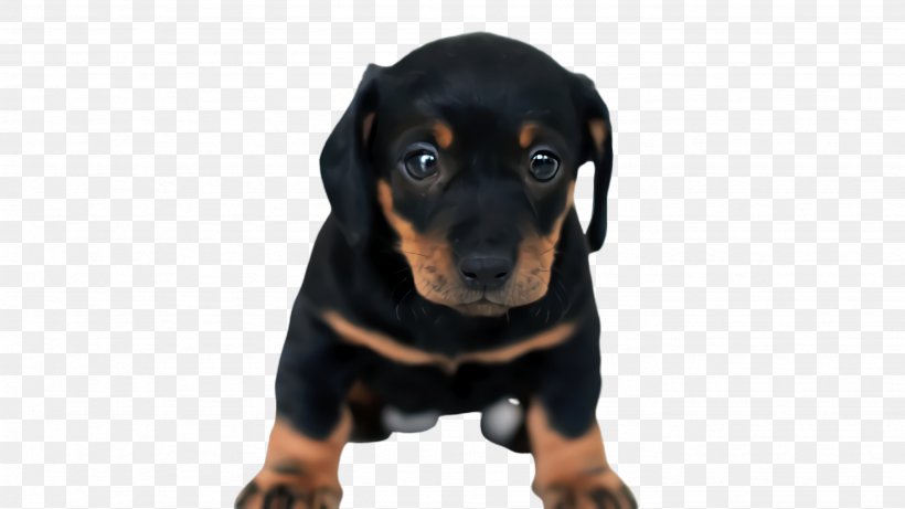 Cute Dog, PNG, 2668x1500px, Cute Dog, Animal, Austrian Black And Tan Hound, Black And Tan Coonhound, Companion Dog Download Free